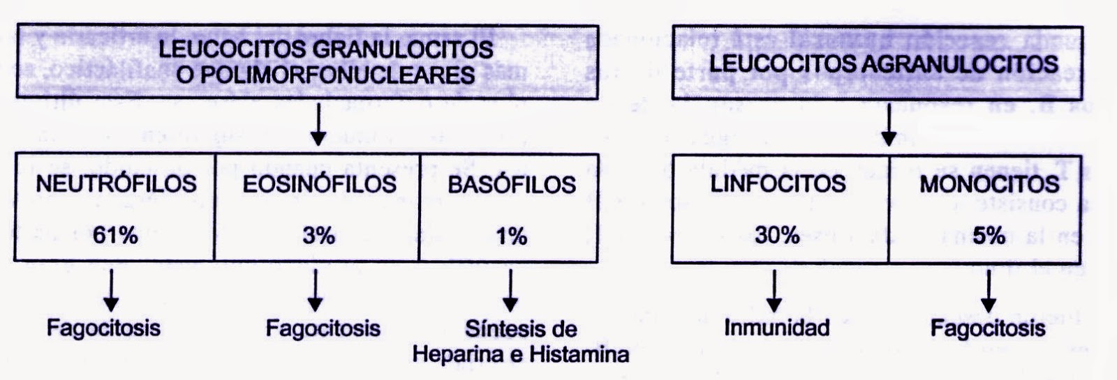 Que son los leucocitos y su funcion